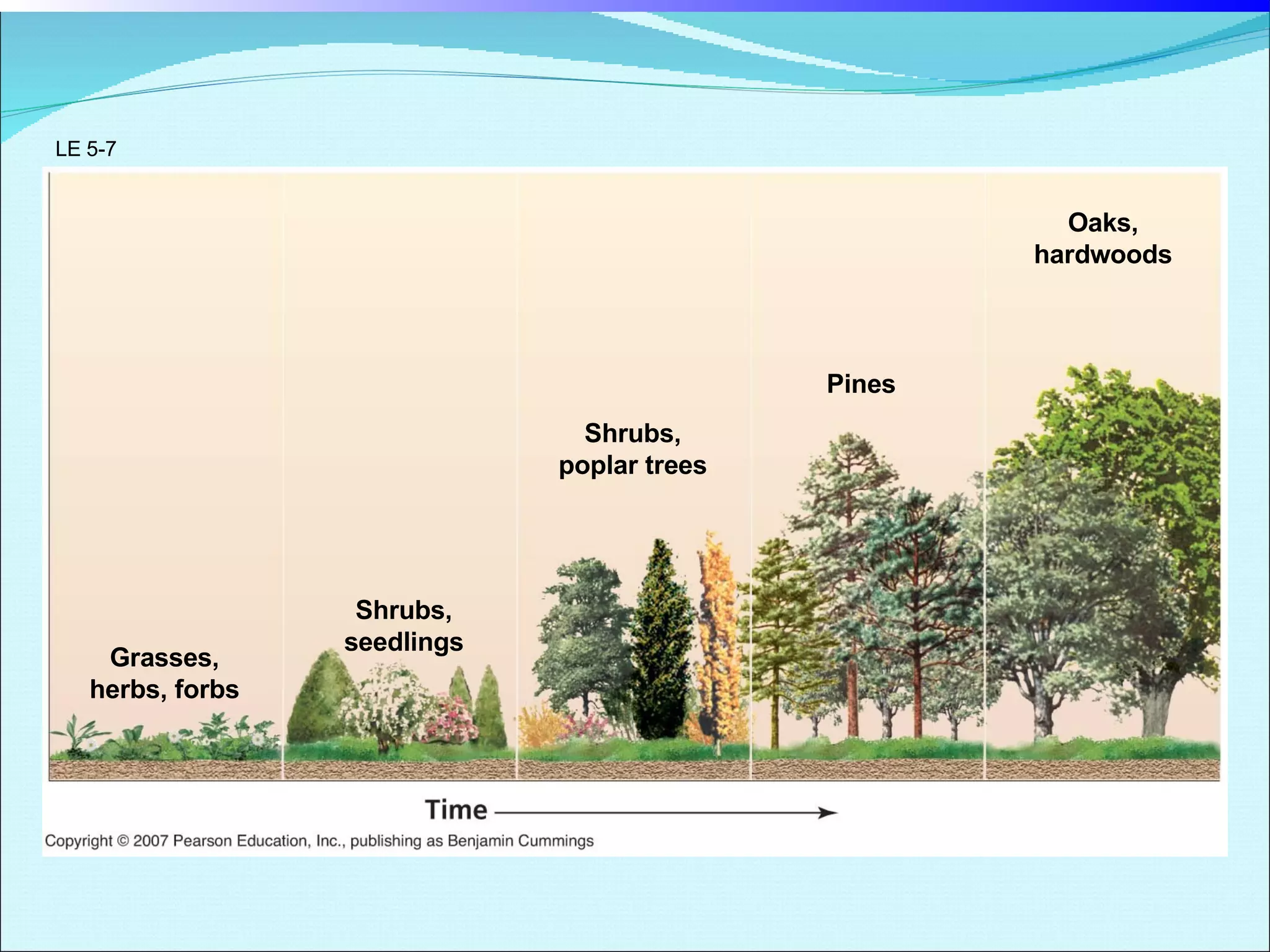 Secondary terrestrial succession Grasses, herbs, forbs Shrubs, seedlings Shrubs, poplar trees Pines Oaks, hardwoods LE 5-7 