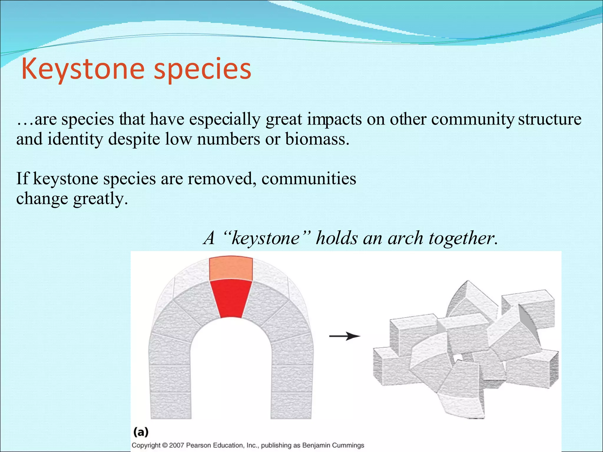 Keystone species … are species that have especially great impacts on other community structure and identity despite low numbers or biomass. If keystone species are removed, communities  change greatly. A “keystone” holds an arch together. 