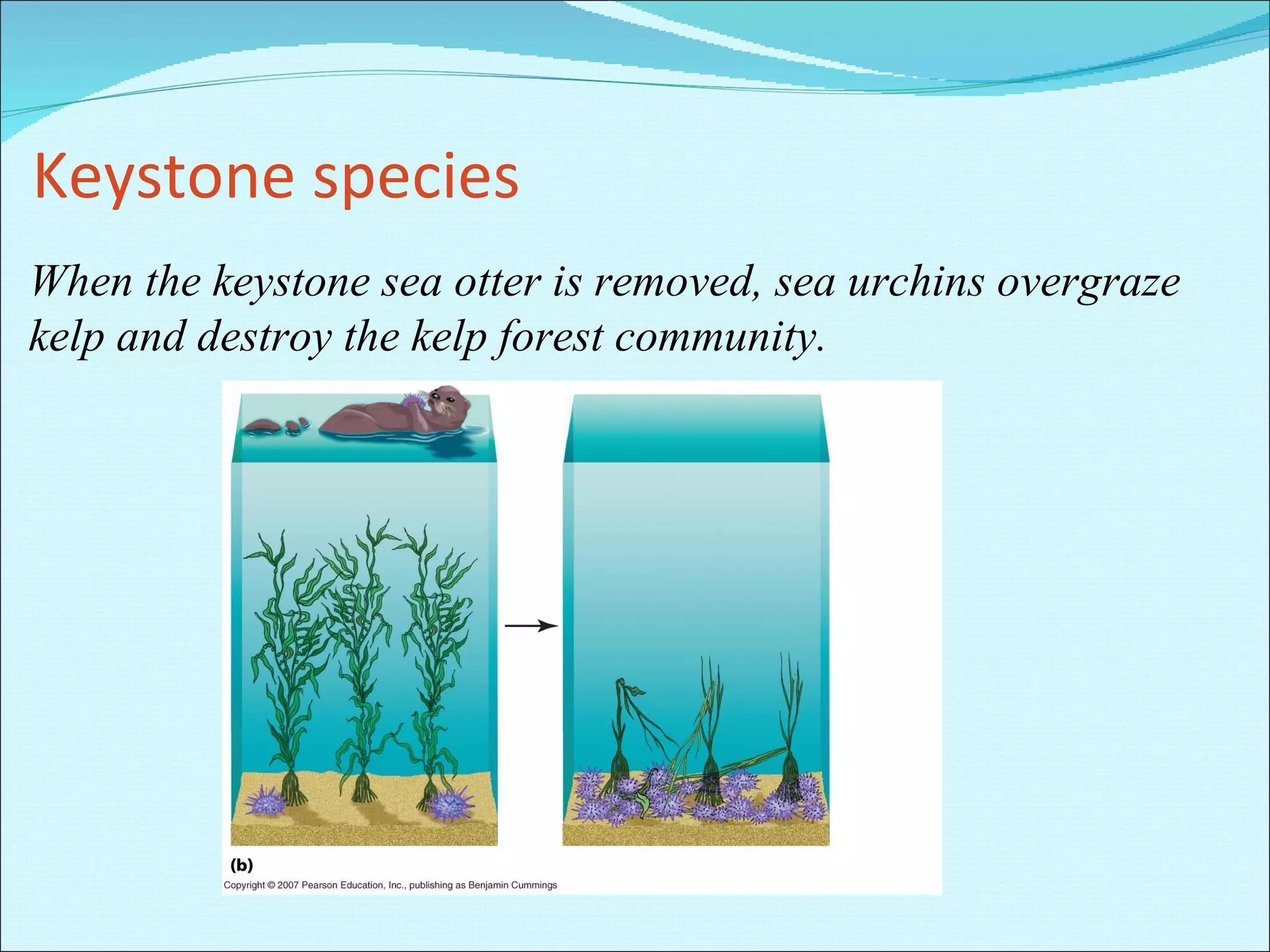 Keystone species When the keystone sea otter is removed, sea urchins overgraze kelp and destroy the kelp forest community. 