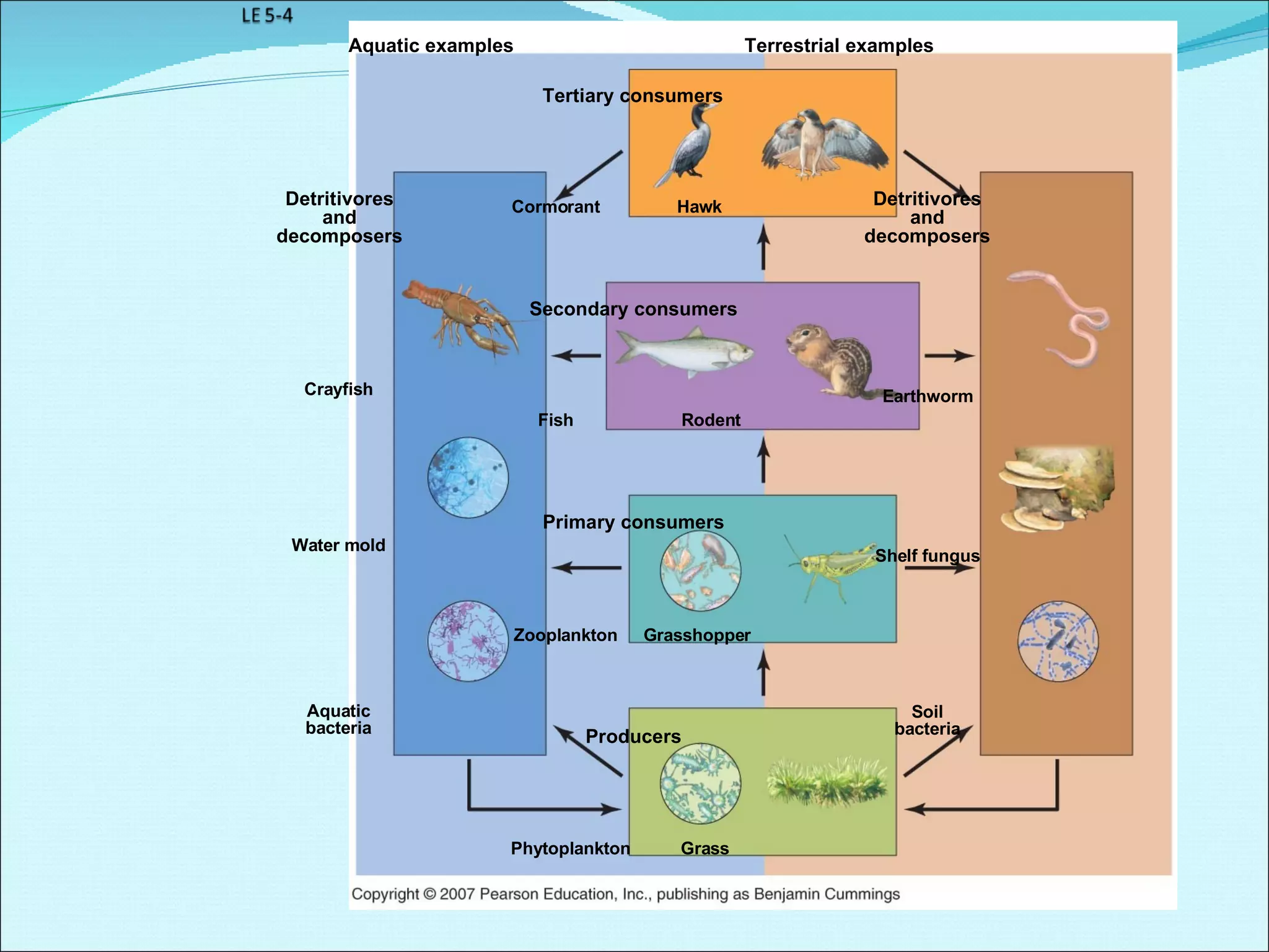 Aquatic examples Terrestrial examples Detritivores and decomposers Crayfish Water mold Aquatic bacteria Tertiary consumers Cormorant Hawk Secondary consumers Fish Rodent Primary consumers Zooplankton Grasshopper Producers Phytoplankton Grass Detritivores and decomposers Earthworm Shelf fungus Soil bacteria 