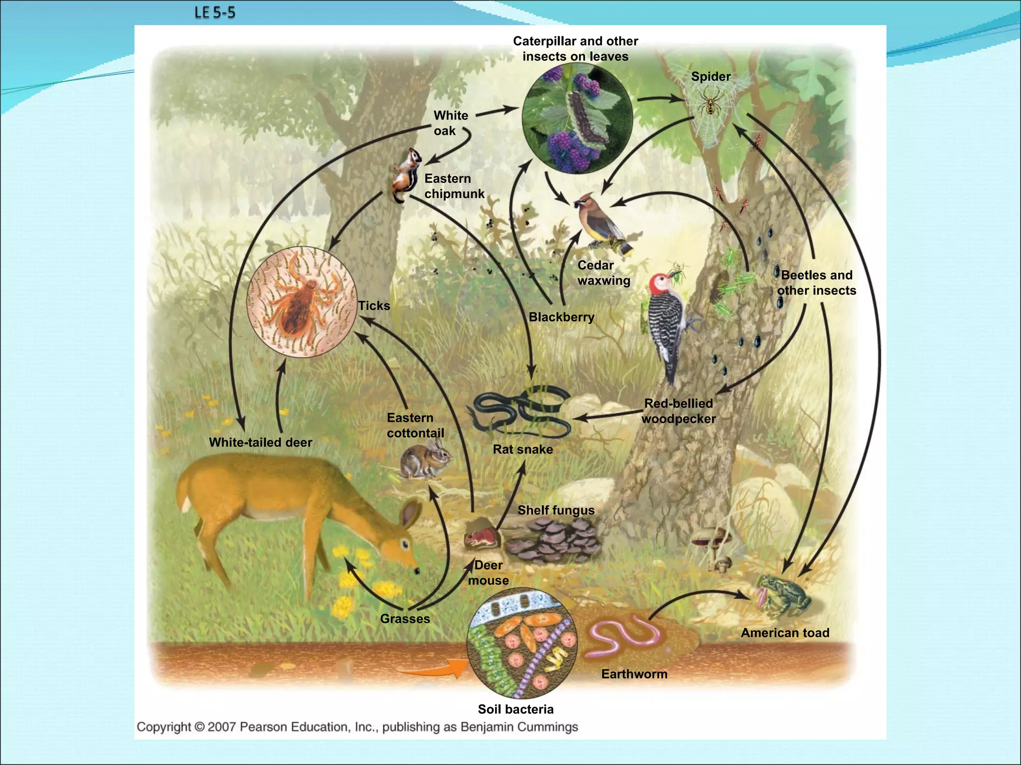 White oak Caterpillar and other insects on leaves Spider Eastern chipmunk Cedar waxwing Beetles and other insects Blackberry Ticks Eastern cottontail White-tailed deer Rat snake Red-bellied woodpecker Shelf fungus Deer mouse Grasses Earthworm Soil bacteria American toad 