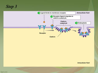 Unit 2 - Endocytosis - pinocytosis, phagocytosis and receptor-mediated ...