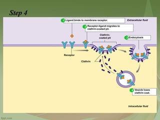 Steps Of Pinocytosis