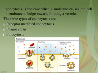 Unit 2 - Endocytosis - pinocytosis, phagocytosis and receptor-mediated ...