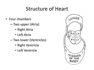 Heart structure and Cardiac cycle | PPTX