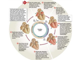 Heart structure and Cardiac cycle | PPTX