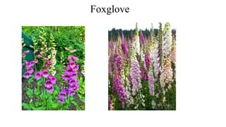 Foxglove
 
