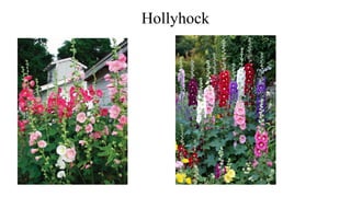 Hollyhock
 