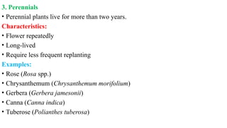 3. Perennials
• Perennial plants live for more than two years.
Characteristics:
• Flower repeatedly
• Long-lived
• Require less frequent replanting
Examples:
• Rose (Rosa spp.)
• Chrysanthemum (Chrysanthemum morifolium)
• Gerbera (Gerbera jamesonii)
• Canna (Canna indica)
• Tuberose (Polianthes tuberosa)
 