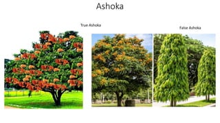 Ashoka
True Ashoka
False Ashoka
 