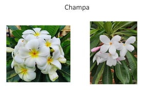 Champa
 