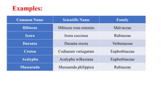 Examples:
Common Name Scientific Name Family
Hibiscus Hibiscus rosa-sinensis Malvaceae
Ixora Ixora coccinea Rubiaceae
Duranta Duranta erecta Verbenaceae
Croton Codiaeum variegatum Euphorbiaceae
Acalypha Acalypha wilkesiana Euphorbiaceae
Mussaenda Mussaenda philippica Rubiaceae
 