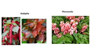 Acalypha
Mussaenda
 
