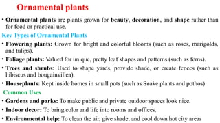 Ornamental plants
• Ornamental plants are plants grown for beauty, decoration, and shape rather than
for food or practical use.
Key Types of Ornamental Plants
• Flowering plants: Grown for bright and colorful blooms (such as roses, marigolds,
and tulips).
• Foliage plants: Valued for unique, pretty leaf shapes and patterns (such as ferns).
• Trees and shrubs: Used to shape yards, provide shade, or create fences (such as
hibiscus and bougainvillea).
• Houseplants: Kept inside homes in small pots (such as Snake plants and pothos)
Common Uses
• Gardens and parks: To make public and private outdoor spaces look nice.
• Indoor decor: To bring color and life into rooms and offices.
• Environmental help: To clean the air, give shade, and cool down hot city areas
 