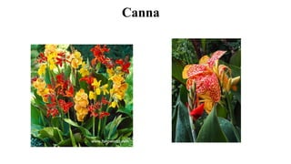 Canna
 