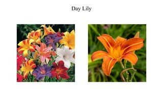 Day Lily
 