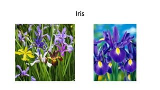 Iris
 