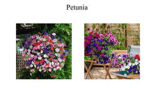 Petunia
 