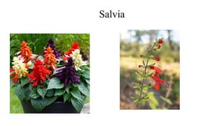 Salvia
 