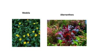 Wedelia
Alternenthera
 