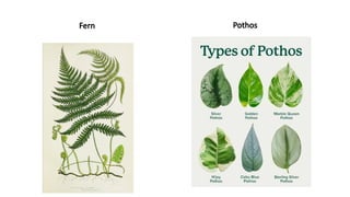 Fern Pothos
 