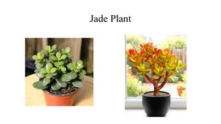 Jade Plant
 