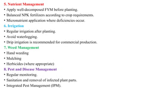 5. Nutrient Management
• Apply well-decomposed FYM before planting.
• Balanced NPK fertilizers according to crop requirements.
• Micronutrient application where deficiencies occur.
6. Irrigation
• Regular irrigation after planting.
• Avoid waterlogging.
• Drip irrigation is recommended for commercial production.
7. Weed Management
• Hand weeding
• Mulching
• Herbicides (where appropriate)
8. Pest and Disease Management
• Regular monitoring.
• Sanitation and removal of infected plant parts.
• Integrated Pest Management (IPM).
 
