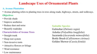 Landscape Uses of Ornamental Plants
A. Avenue Plantation
• Avenue planting refers to planting trees in rows along roads, highways, streets, and walkways.
Objectives
• Provide shade
• Improve aesthetics
• Reduce dust and noise
• Beautify roadsides
Characteristics of Avenue Trees
• Straight trunk
• Deep root system
• Non-invasive roots
• Attractive flowers or foliage
• Wind resistance
• Low maintenance
Suitable Species
Gulmohar (Delonix regia)
Ashoka (Polyalthia longifolia)
Jacaranda (Jacaranda mimosifolia)
Bottle Brush (Callistemon citrinus)
Golden Shower (Cassia fistula)
 