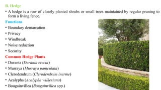 B. Hedge
• A hedge is a row of closely planted shrubs or small trees maintained by regular pruning to
form a living fence.
Functions
• Boundary demarcation
• Privacy
• Windbreak
• Noise reduction
• Security
Common Hedge Plants
• Duranta (Duranta erecta)
• Murraya (Murraya paniculata)
• Clerodendrum (Clerodendrum inerme)
• Acalypha (Acalypha wilkesiana)
• Bougainvillea (Bougainvillea spp.)
 