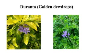 Duranta (Golden dewdrops)
 