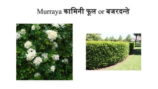 Murraya कामिनी फू ल or बजरदन्ते
 