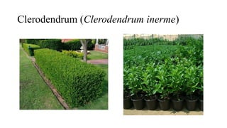 Clerodendrum (Clerodendrum inerme)
 