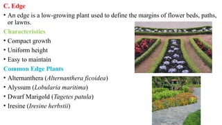 C. Edge
• An edge is a low-growing plant used to define the margins of flower beds, paths,
or lawns.
Characteristics
• Compact growth
• Uniform height
• Easy to maintain
Common Edge Plants
• Alternanthera (Alternanthera ficoidea)
• Alyssum (Lobularia maritima)
• Dwarf Marigold (Tagetes patula)
• Iresine (Iresine herbstii)
 