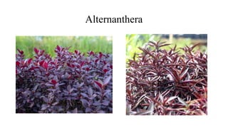 Alternanthera
 