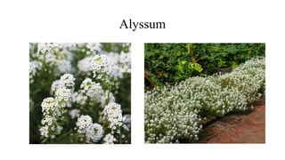 Alyssum
 