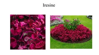 Iresine
 