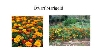 Dwarf Marigold
 