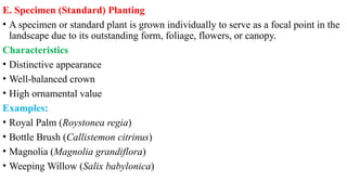 E. Specimen (Standard) Planting
• A specimen or standard plant is grown individually to serve as a focal point in the
landscape due to its outstanding form, foliage, flowers, or canopy.
Characteristics
• Distinctive appearance
• Well-balanced crown
• High ornamental value
Examples:
• Royal Palm (Roystonea regia)
• Bottle Brush (Callistemon citrinus)
• Magnolia (Magnolia grandiflora)
• Weeping Willow (Salix babylonica)
 