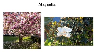Magnolia
 