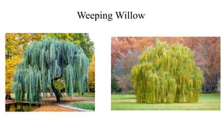 Weeping Willow
 