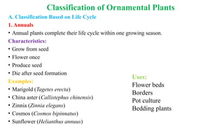 Classification of Ornamental Plants
A. Classification Based on Life Cycle
1. Annuals
• Annual plants complete their life cycle within one growing season.
Characteristics:
• Grow from seed
• Flower once
• Produce seed
• Die after seed formation
Examples:
• Marigold (Tagetes erecta)
• China aster (Callistephus chinensis)
• Zinnia (Zinnia elegans)
• Cosmos (Cosmos bipinnatus)
• Sunflower (Helianthus annuus)
Uses:
Flower beds
Borders
Pot culture
Bedding plants
 