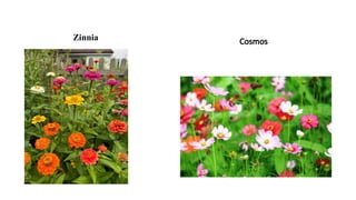 Zinnia Cosmos
 