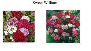 Sweet William
 