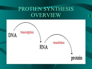 Unit2 lesson3-proteinsysnthesis
