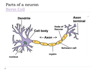 Parts of a neuron
Nerve Cell
 