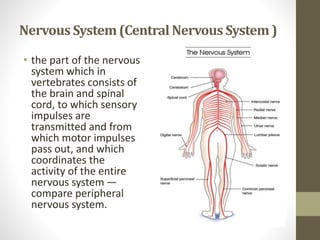 Unit 2 nervous system | PPTX