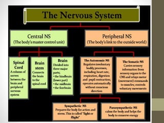Unit 2 nervous system | PPTX
