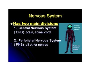 Nervous System
 Has two main divisions
1. Central Nervous System
( CNS) brain, spinal cord
2. Peripheral Nervous System
( PNS) all other nerves
 