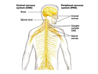 Unit 2 nervous system | PPTX