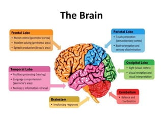The Brain
 